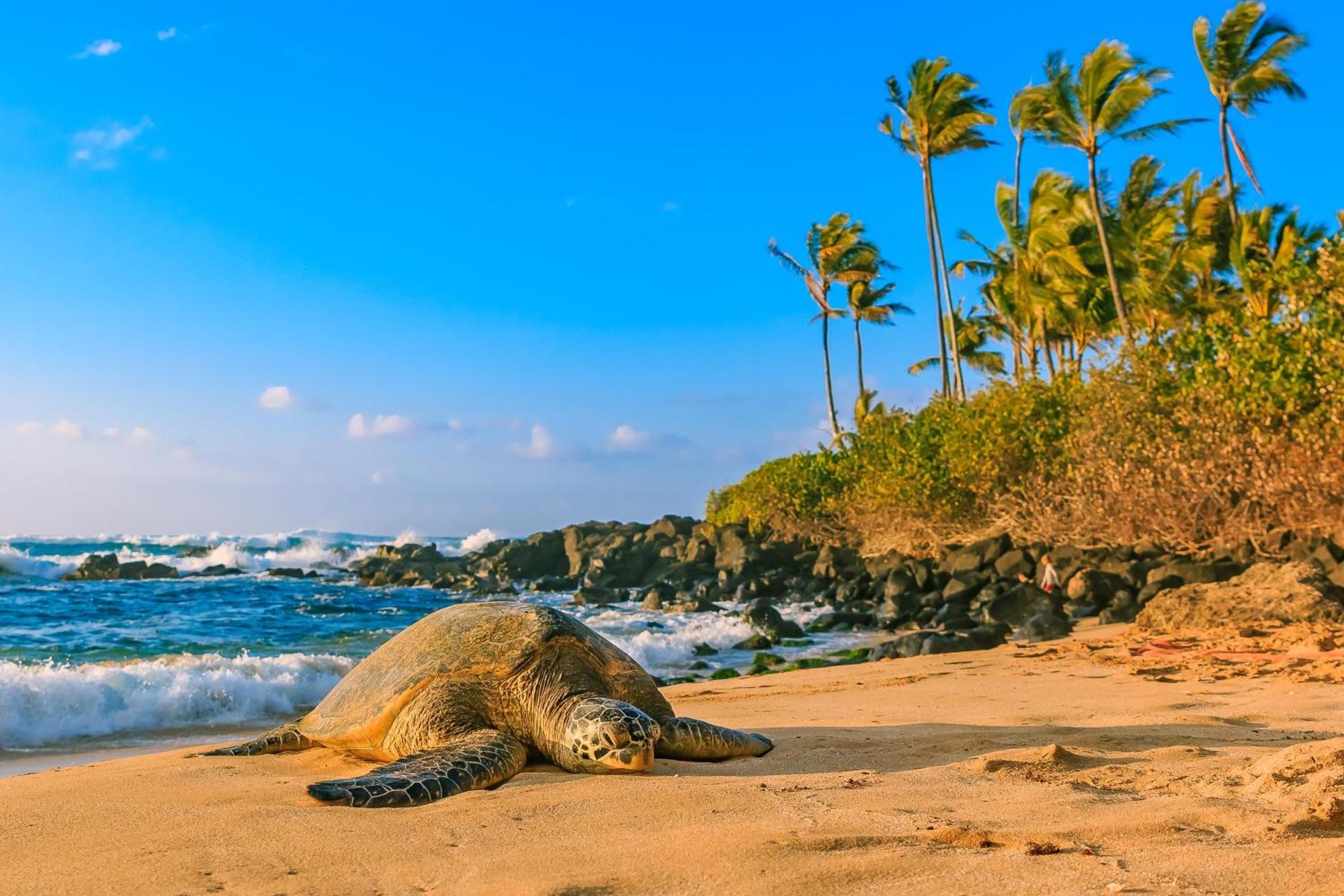 Central Kuhio Village Studio Honolulu Zewnętrze zdjęcie